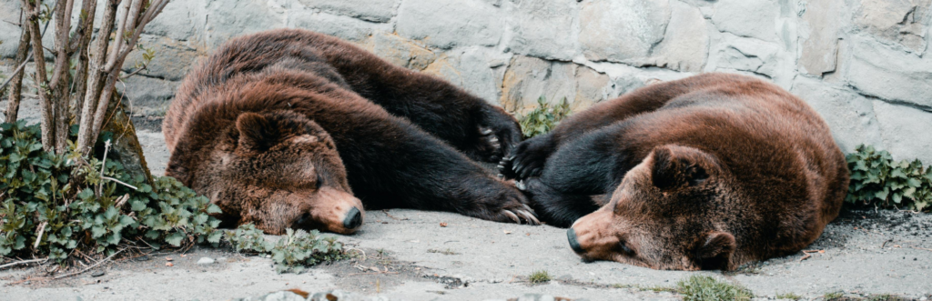 Někdo to se spánkem umí. My se učíme. 🐻